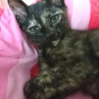 キュートな模様☆珍しい黒サビ☆