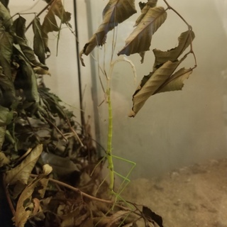 オキナワナナフシ