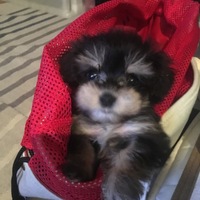 ピヨ丸