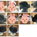 【 募集停止】長毛系子うさぎ3羽募集