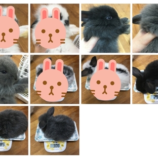 【 募集停止】長毛系子うさぎ3羽募集