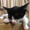 の写真