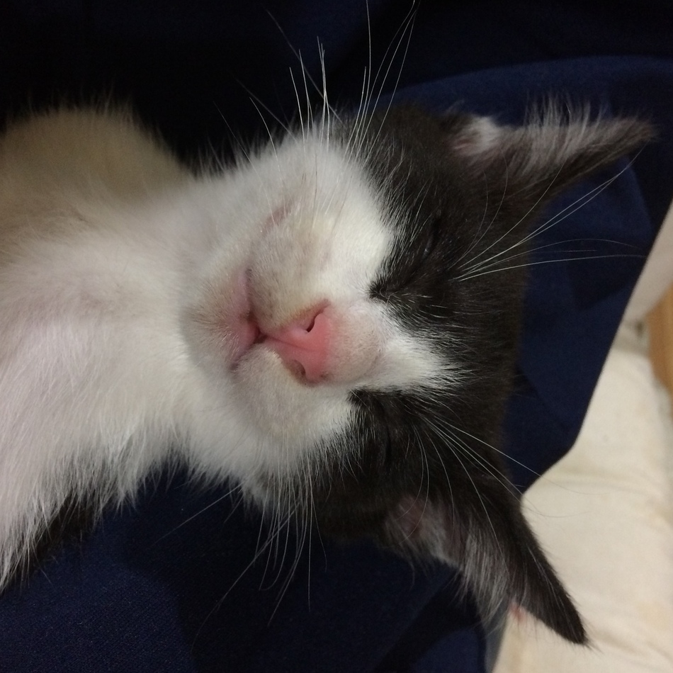 オレオのカバー写真