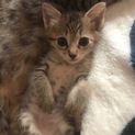子猫の里親募集