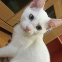 生後3ヶ月のメス猫!