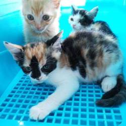 ７月7日(土)に愛知県豊川市で譲渡会！