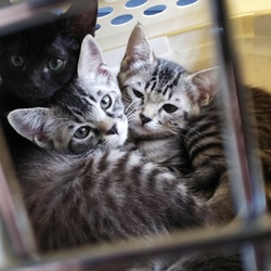 ７月7日(土)に愛知県豊川市で譲渡会！ サムネイル2