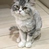 サマーカット