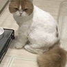 あかりちゃんもサマーカット