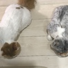 プリン&あかり  仲良くご飯