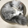 プリン、しっかり収まって