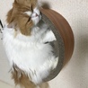 収まりきらない、あかりちゃん（笑）
