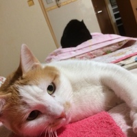 大福