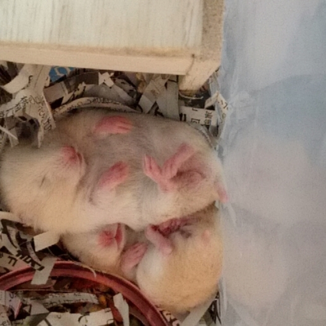 うーりぼのカバー写真