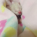 捨て猫ちゃんです…