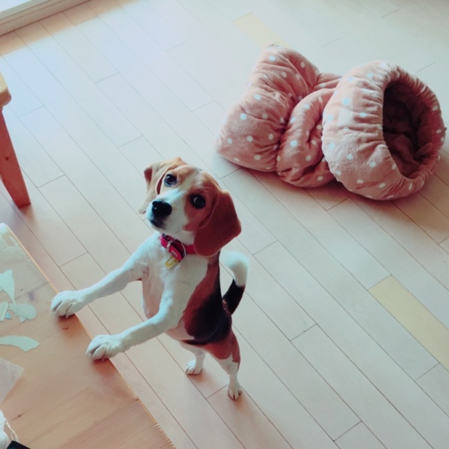 maiconのカバー写真
