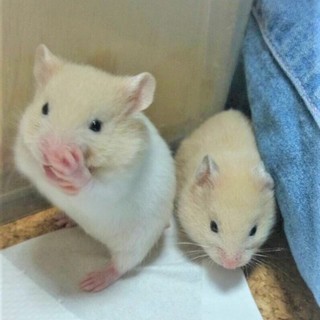 6月16日生まれ　ゴールデンハムスター