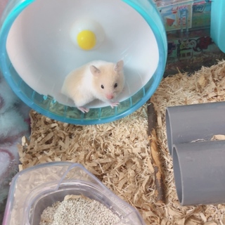 クリームバンデッドの女の子です