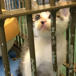 白キジちゃんが一匹／移送間近