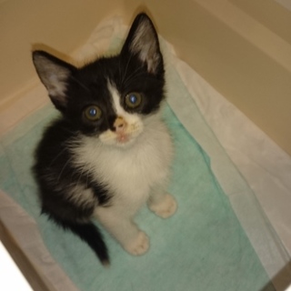 黒白、左寄りの八割れ男の子♂