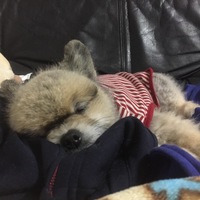 ポム