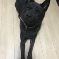 里親さん募集‼️ 甲斐犬(１歳半)