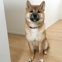 きなこ