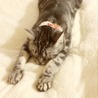 くにさーん