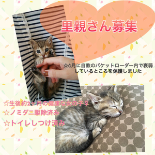 健康な子猫♀です