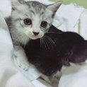子猫里親さん募集