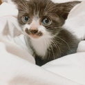子猫の里親さん募集