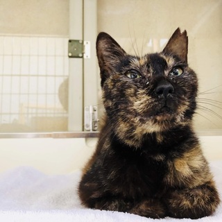 地震の被害にあった猫のおばあちゃん