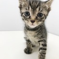 人懐っこいキジトラ黒猫兄弟2ニャンズ 一ヶ月ぐらい