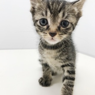 人懐っこいキジトラ黒猫兄弟2ニャンズ 一ヶ月ぐらい
