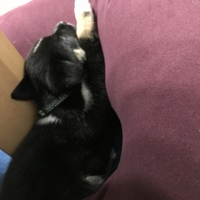 松浦 くまごろう