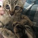 募集停止 困り顔まん丸お目めのキジ子猫 超甘えん坊