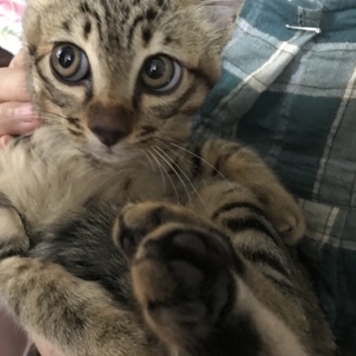 募集停止 困り顔まん丸お目めのキジ子猫 超甘えん坊
