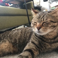 ムギ