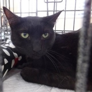 9歳4ヶ月　男前なブラックスモーク　ヤマトくん