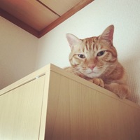 チャー