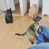 ちゅーる中☆