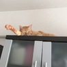だら〜
