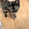 ニャー☆