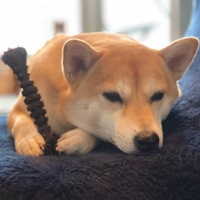 きなこ