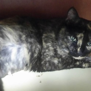 甘えん坊〜の可愛いロンちゃん  約3歳 