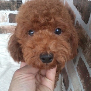 プードル⑥
