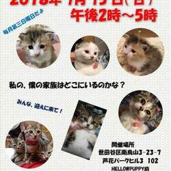 猫の里親会@芦花公園