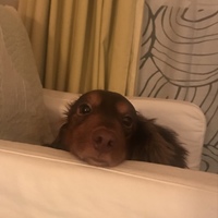 ダフィ