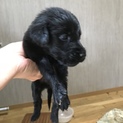 急募！フラットコーテッドレトリバー仔犬 6匹
