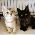 アメショーママのかわいい丸顔子猫たち